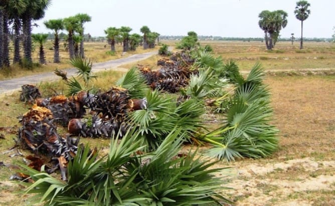 Environmental Service